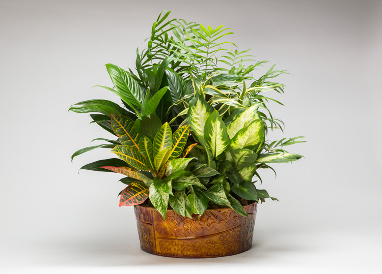 Assorted Metal With Foliage Dish Garden
