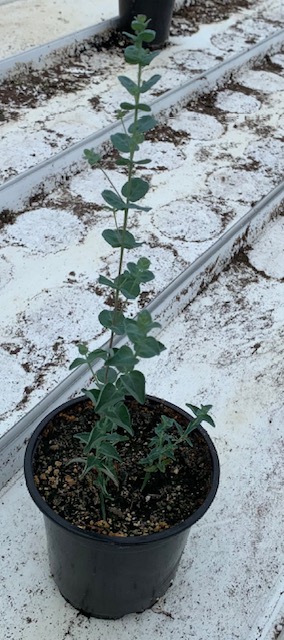 Eucalyptus Moon Lagoon