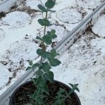 Green Montgomery Large Leaf 10"