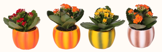 Matte Gourd Vibes Mini Kalanchoe