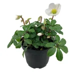 Hellebore Jacob