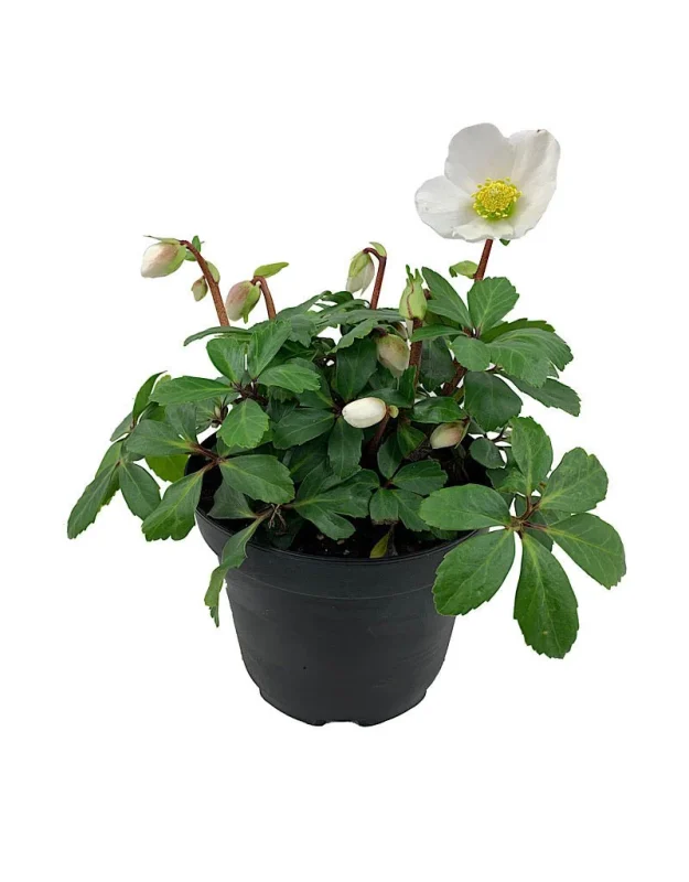 Hellebore Jacob