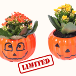 Let'S Face It Kalanchoe