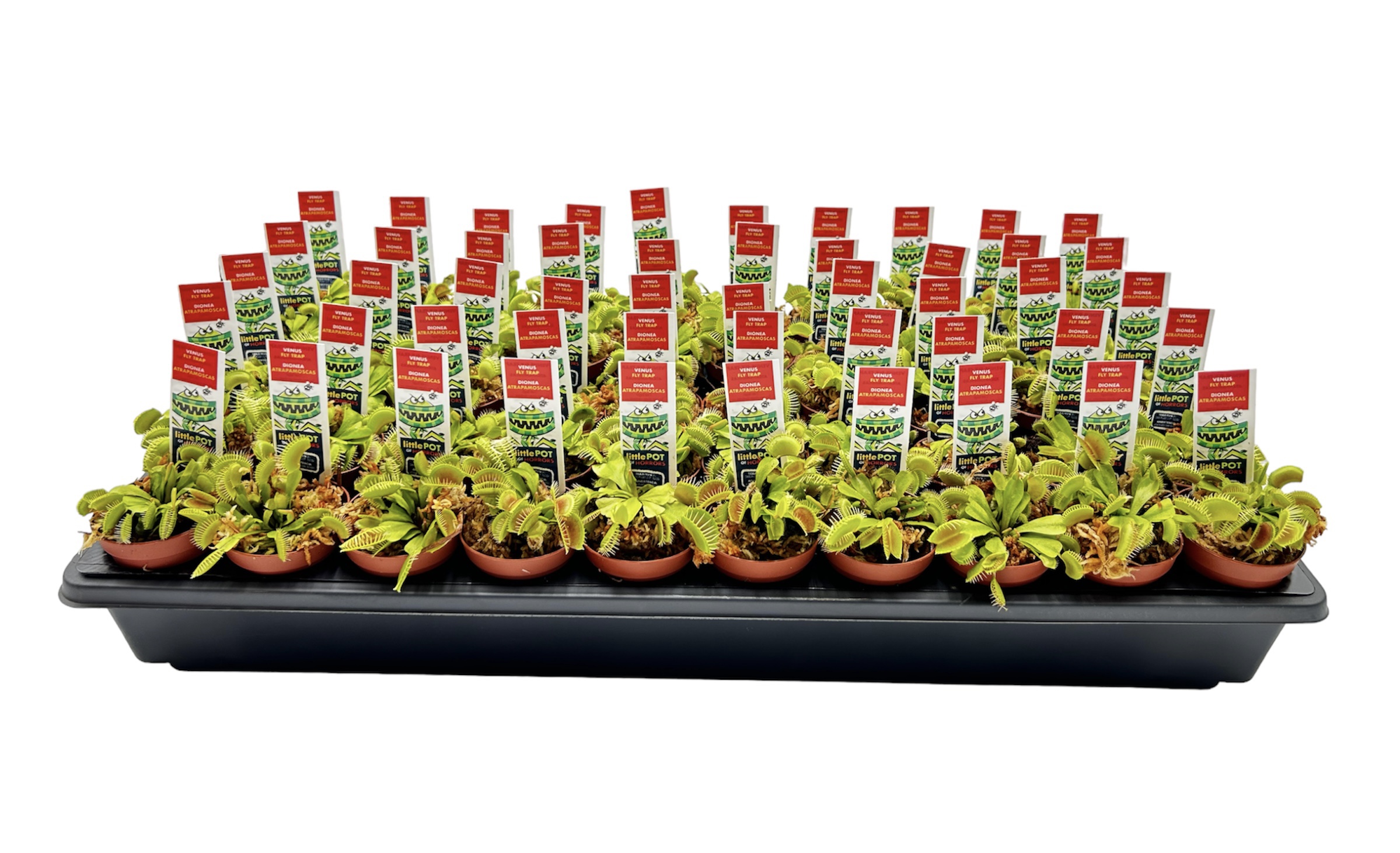 Venus Fly Trap - Dionaea Muscipula - No Display Box! Venus Fly Trap - Dionaea Muscipula - No Display Box!