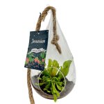 Carnivorous Hanging Pear Terrarium