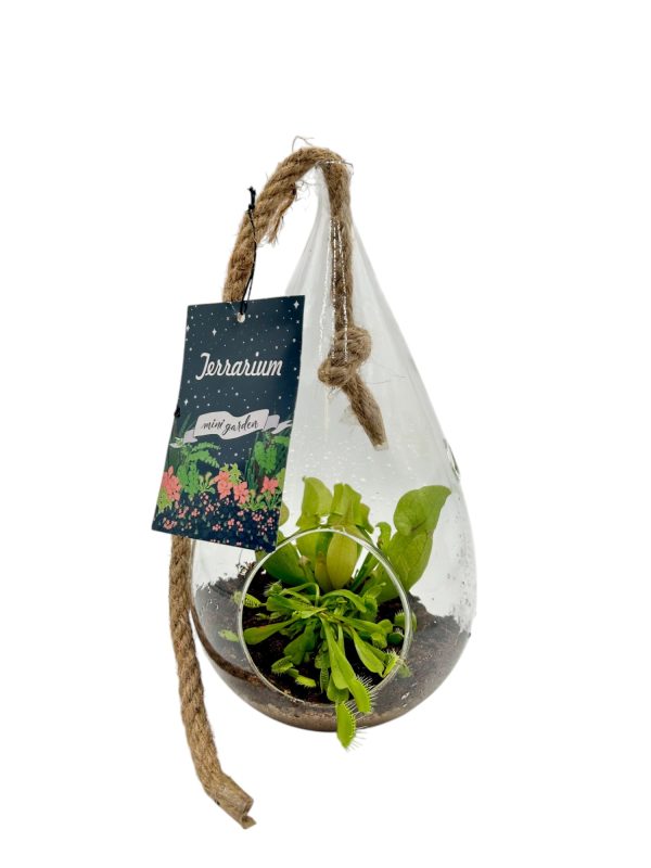 Carnivorous Hanging Pear Terrarium
