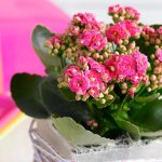 Calandiva/Kalanchoe Double 4"
