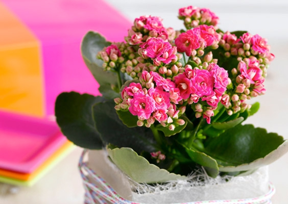Calandiva/Kalanchoe Double