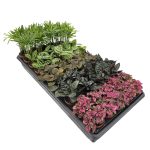 Assorted Mini Foliage Plants