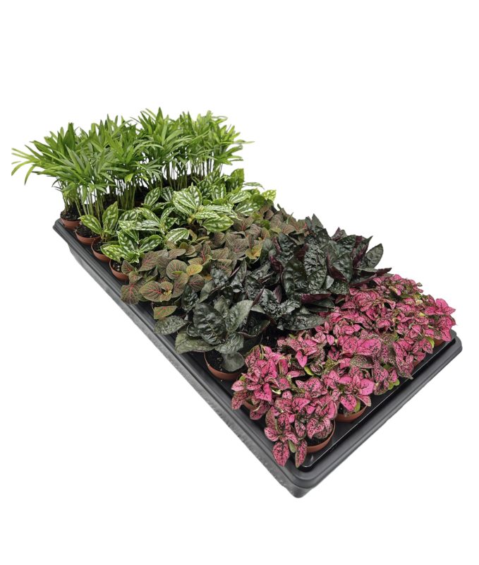 Assorted Mini Foliage Plants