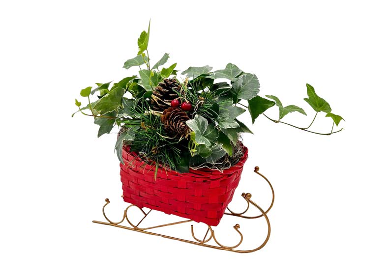 Wicker Sleight W/ 4" Ivy & Asst Cluster Pick