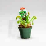 Venus Fly Trap In Plastic Dome
