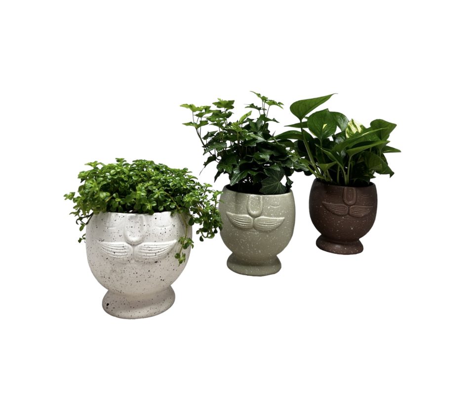 Ceramic Mustache Man W/4" Assorted Foliage