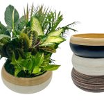 Dish Garden In Assorted Colored Spun Bamboo