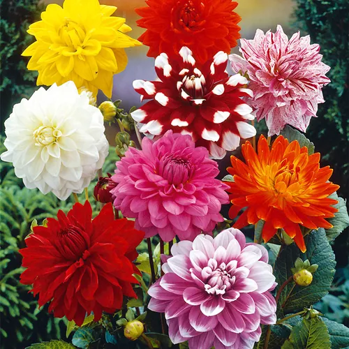 Dahlia Assorted