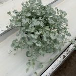 Dichondra Silver Surfer