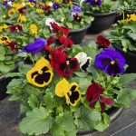 Pansy Bowl 12"