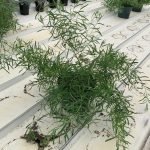 Eucalyptus Willow