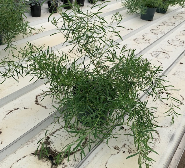 Eucalyptus Willow