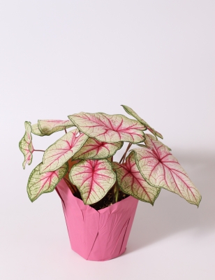 Caladium - Shade Varieties