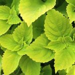 Coleus Chartres Street