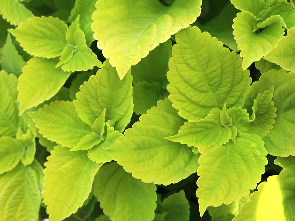 Coleus Chartres Street
