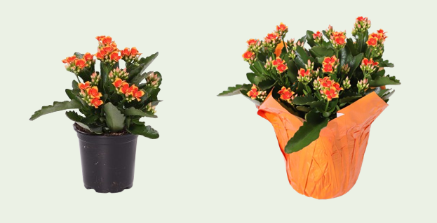Robbie Kalanchoe
