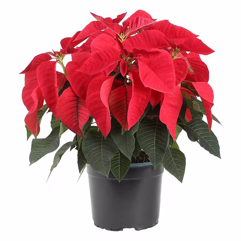 Poinsettia - Premium