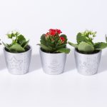 Dianthus
