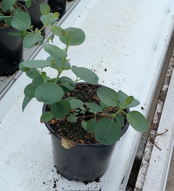 Ivy Green 3.5"