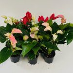 "New" Euro Mix Anthurium