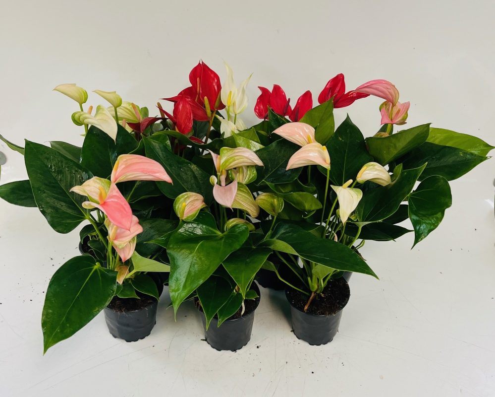 "New" Euro Mix Anthurium