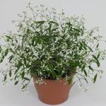 Ipomoea Batatas Lime Spade