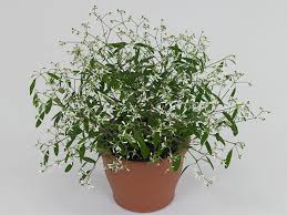 Ipomoea Batatas Lime Spade