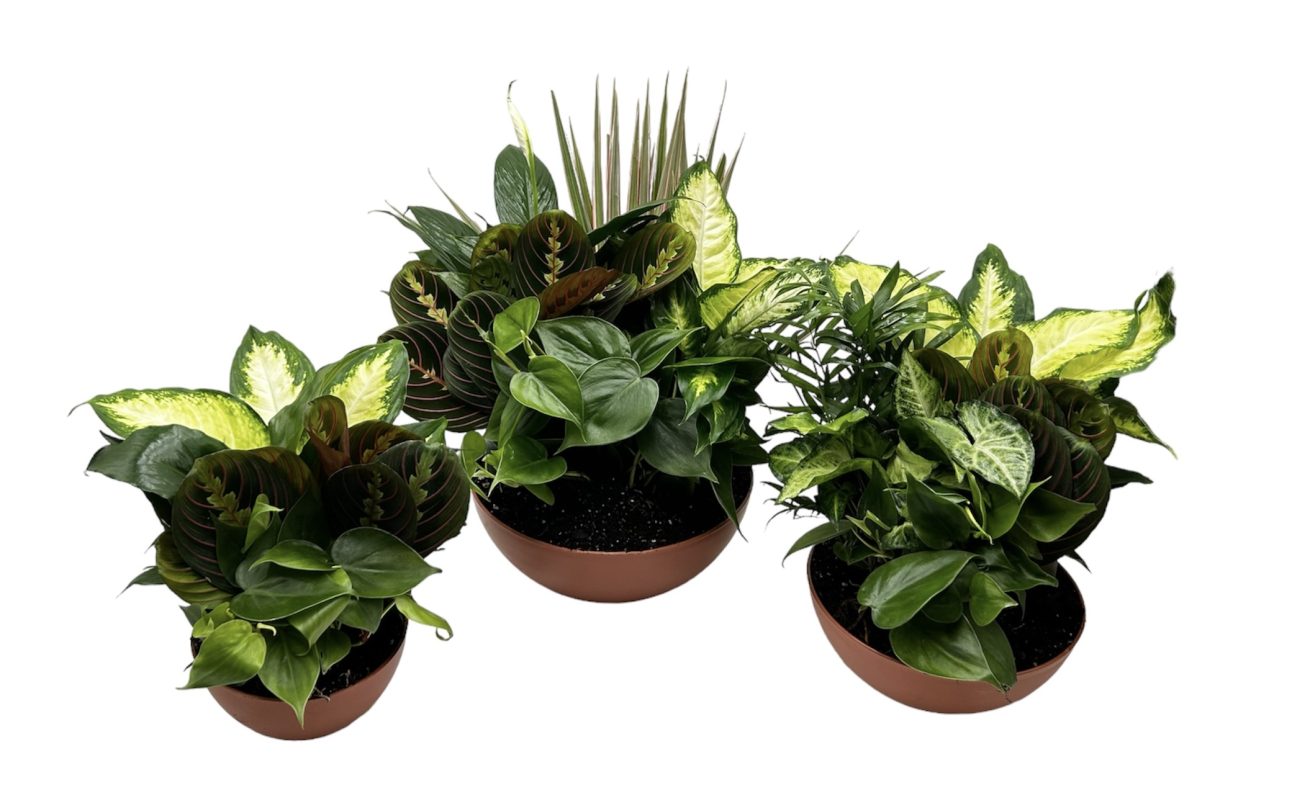 Terra Bowl With Foliage Dish Garden