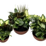 Terra Cotta Clay Bulb Pan With Fairy Garden