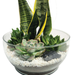 Ovation Garden