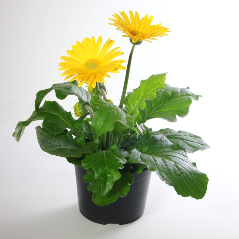 Gerbera