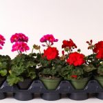 Geranium