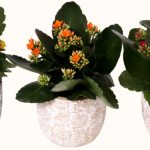 Lolly Pop Kandy Kane Kalanchoe