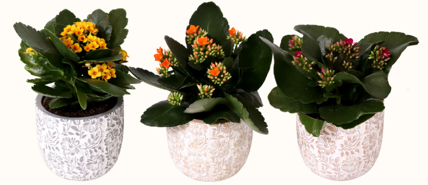 Lolly Pop Kandy Kane Kalanchoe