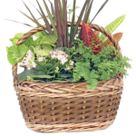 Aukland Wicker - Medium
