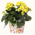 Large Spice It Up Kalanchoe 6"