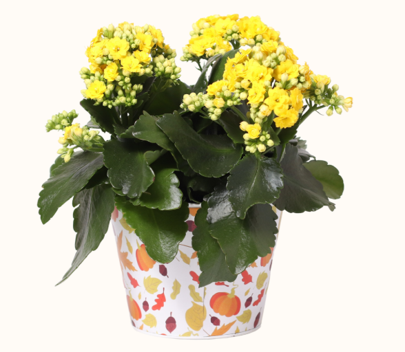 Large Spice It Up Kalanchoe 6"
