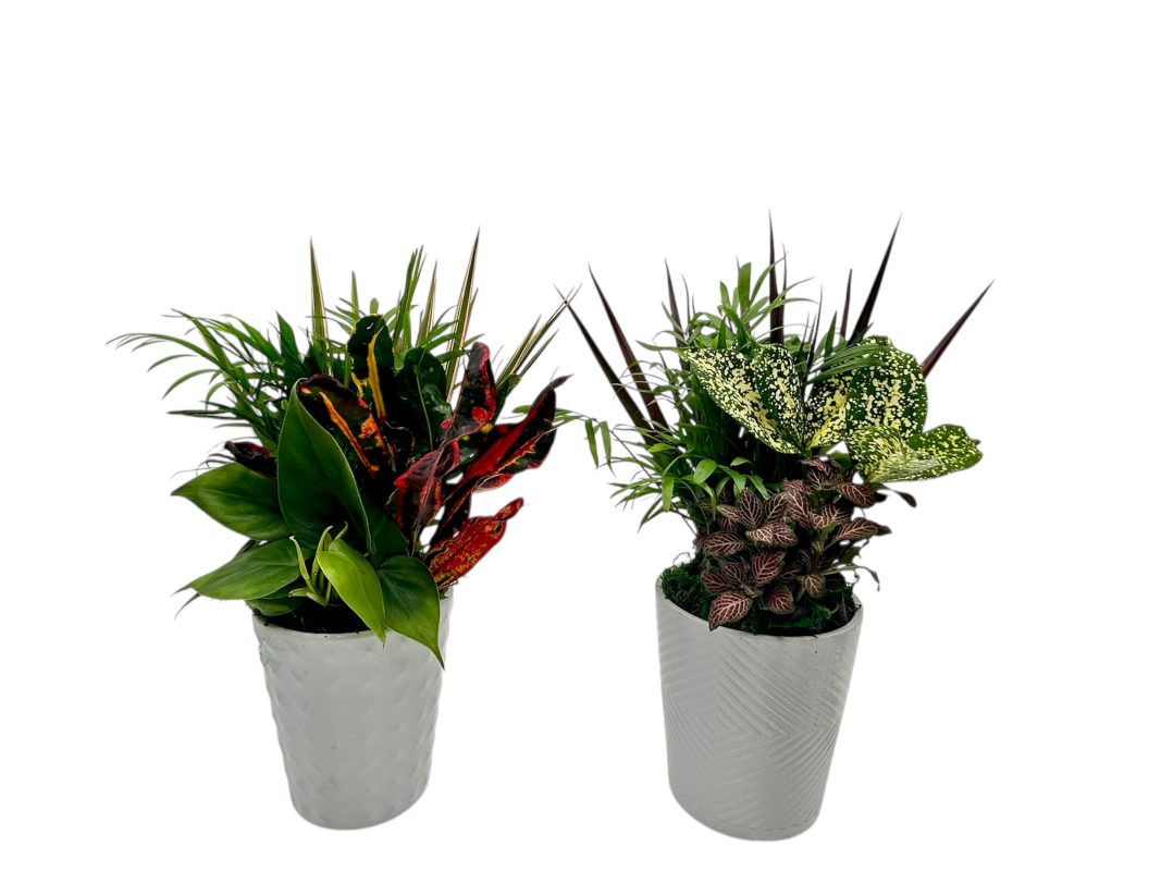 Tall White Ceramic Pot With Dish Garden