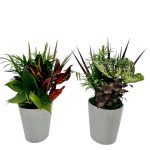 Tall White Ceramic Pot With Dish Garden
