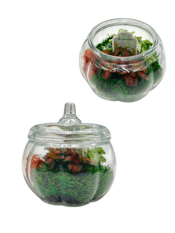Glass Pumpkin Terrarium
