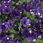 Petunia Mounding Splash Dance Bolero Blue