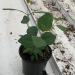 Ivy Assorted 6"