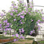 Calibrachoa Double Blue